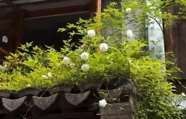 这样的院子,只有中国人驾驭得了它!